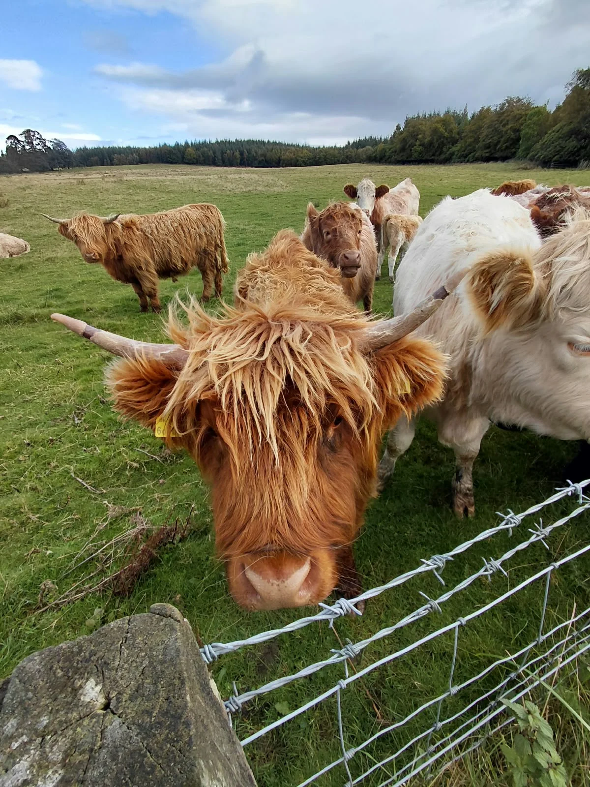 Highland cattle grazing beside the estate