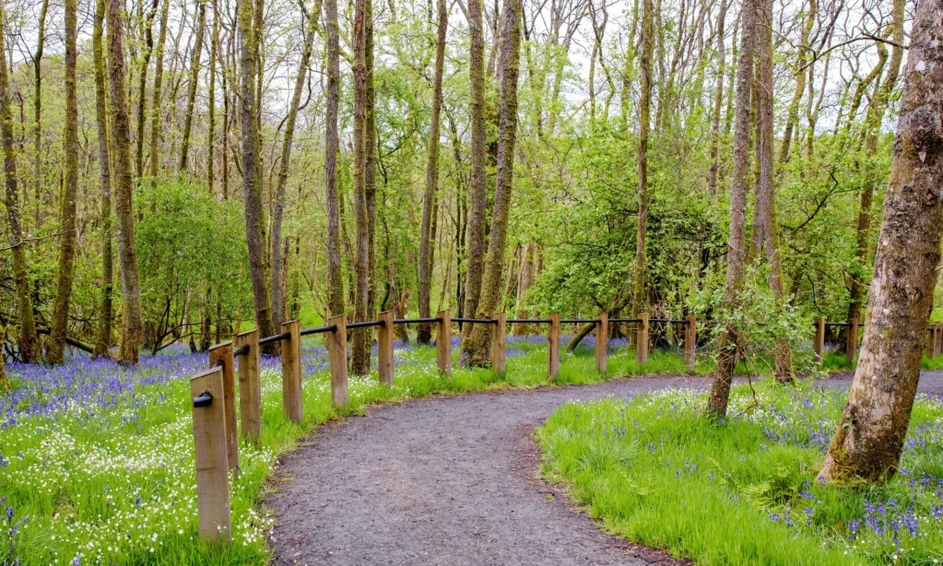 A winding woodland path bordered by purple flowers and a wooden handrail at the Loch Lomond nature reserve.