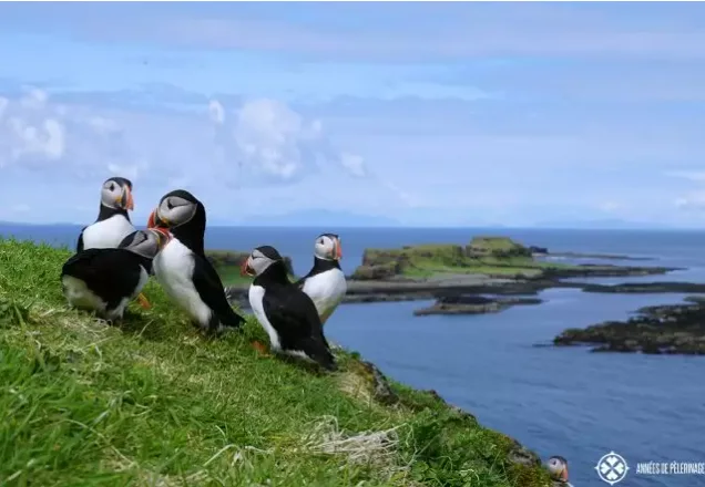 Puffins on a grassy coastal cliff on Lunga, with the sea and rocky islands behind.